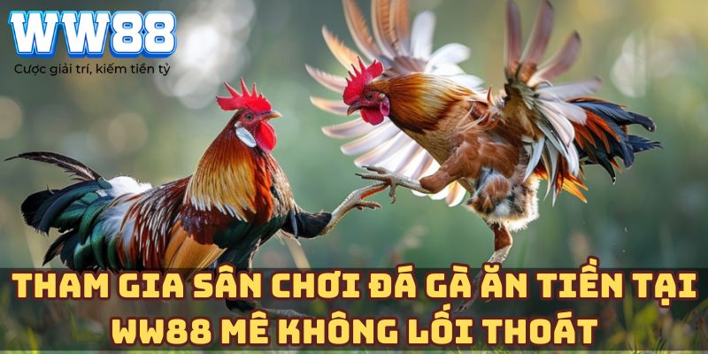 Tham gia sân chơi đá gà ăn tiền tại WW88 mê không lối thoát