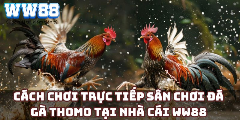 Cách chơi trực tiếp sân chơi đá gà Thomo tại nhà cái WW88