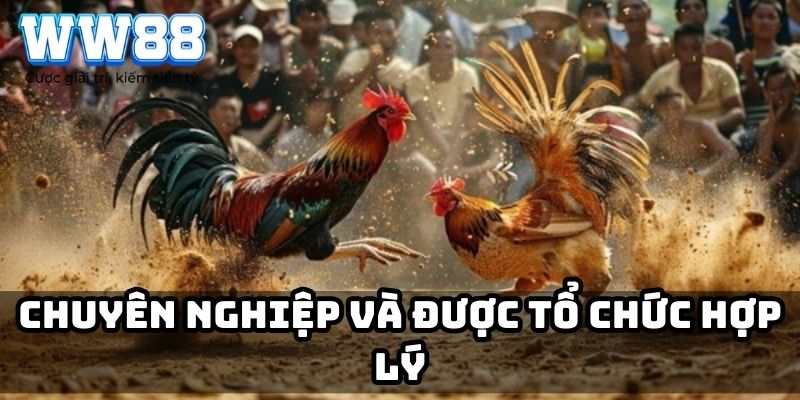 Chuyên nghiệp và được tổ chức hợp lý