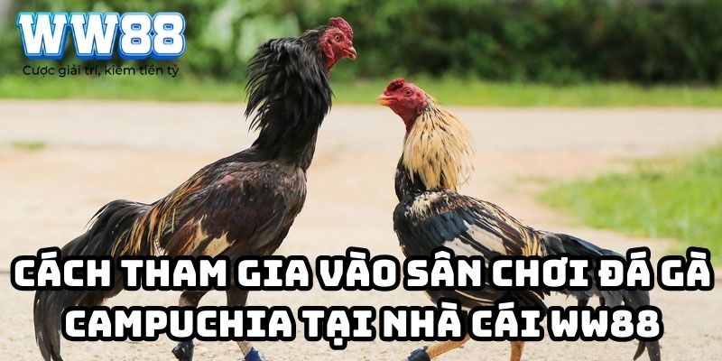 Cách tham gia vào sân chơi đá gà Campuchia tại nhà cái WW88