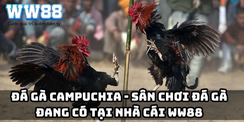 Đá gà Campuchia – Sân chơi đá gà đang có tại nhà cái WW88