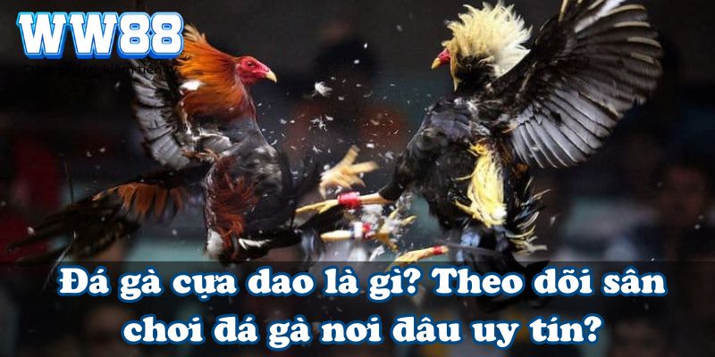 Đá gà cựa dao là gì? Theo dõi sân chơi đá gà nơi đâu uy tín?