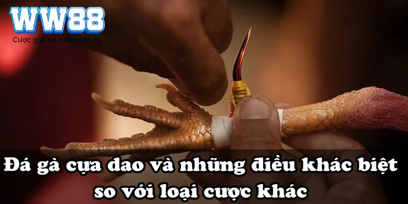 Đá gà cựa dao và những điều khác biệt so với loại cược khác