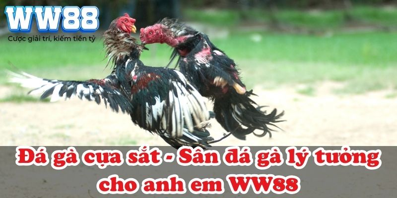 Đá gà cựa sắt – Sân đá gà lý tưởng cho anh em WW88