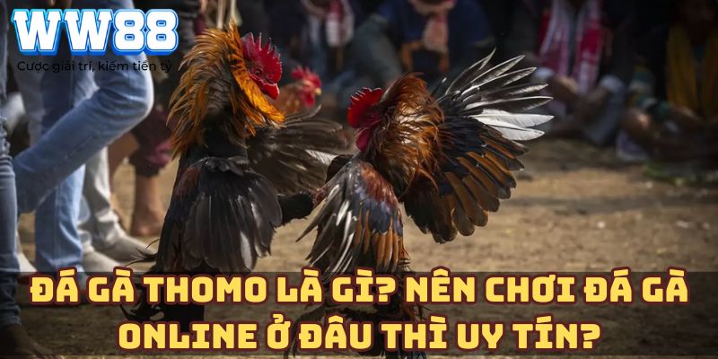 Đá gà Thomo là gì? Nên chơi đá gà online ở đâu thì uy tín?