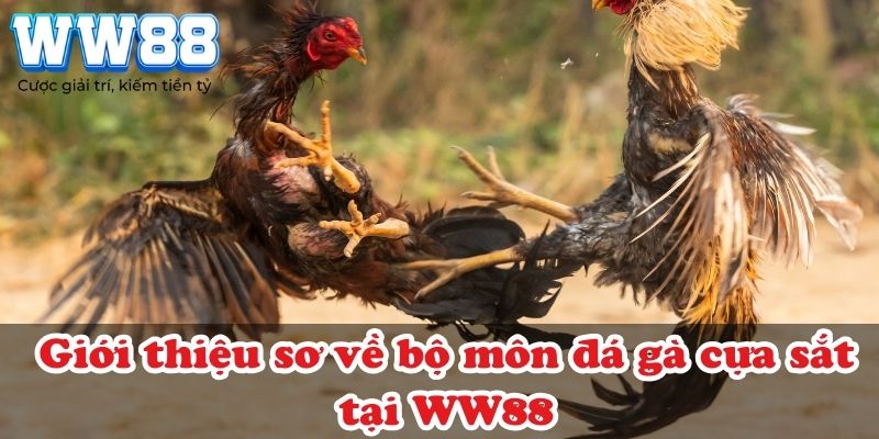 Giới thiệu sơ về bộ môn đá gà cựa sắt tại WW88