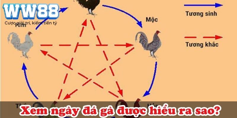 Xem ngày đá gà được hiểu ra sao?