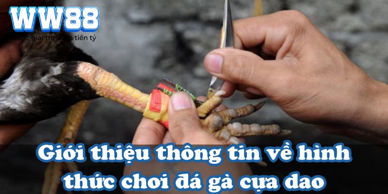 Giới thiệu thông tin về hình thức chơi đá gà cựa dao