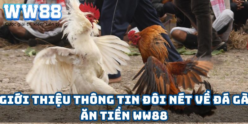 Giới thiệu thông tin đôi nét về đá gà ăn tiền WW88