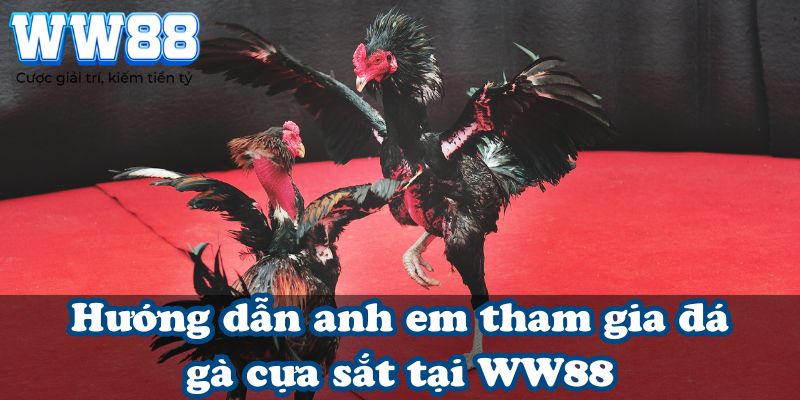 Hướng dẫn anh em tham gia đá gà cựa sắt tại WW88