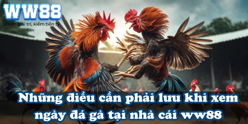 Những điều cần phải lưu khi xem ngày đá gà tại nhà cái WW88