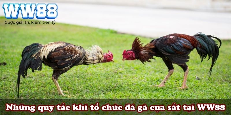 Những quy tắc khi tổ chức đá gà cựa sắt tại WW88