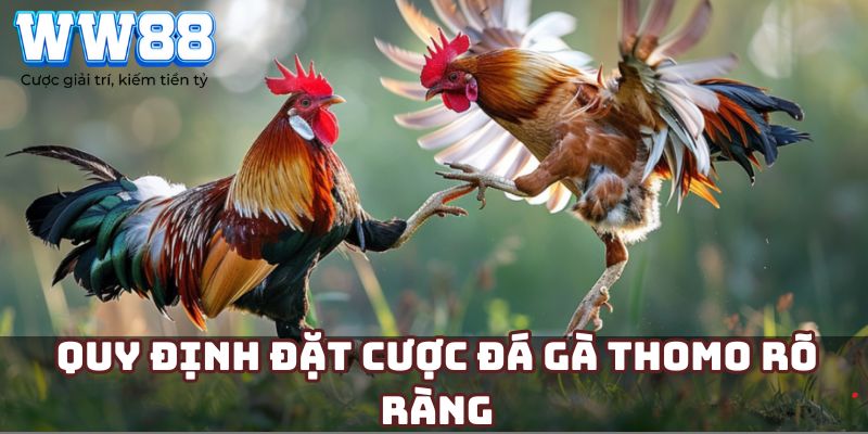 Quy định đặt cược đá gà Thomo rõ ràng