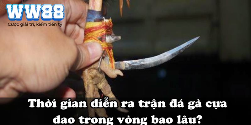 Thời gian diễn ra trận đá gà cựa dao trong vòng bao lâu?