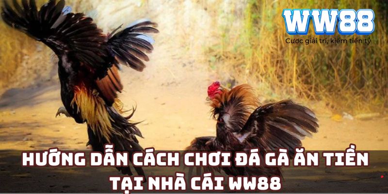 Hướng dẫn cách chơi đá gà ăn tiền tại nhà cái WW88