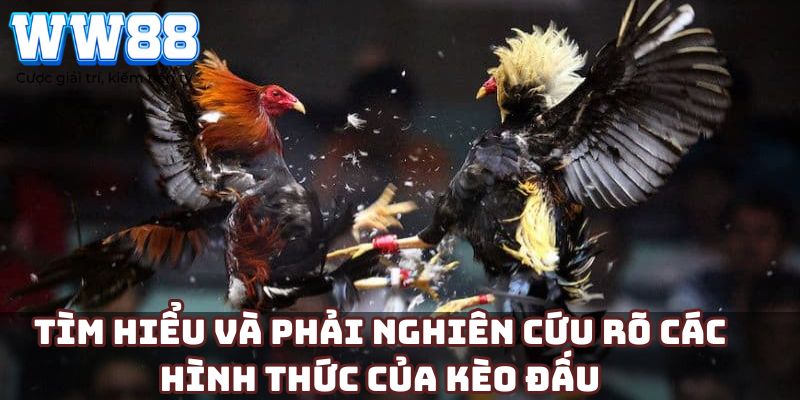 Tìm hiểu và phải nghiên cứu rõ các hình thức của kèo đấu