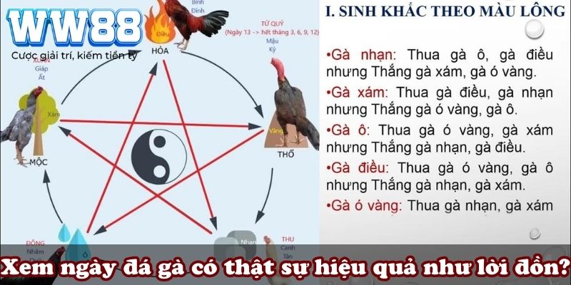 Xem ngày đá gà có thật sự hiệu quả như lời đồn?